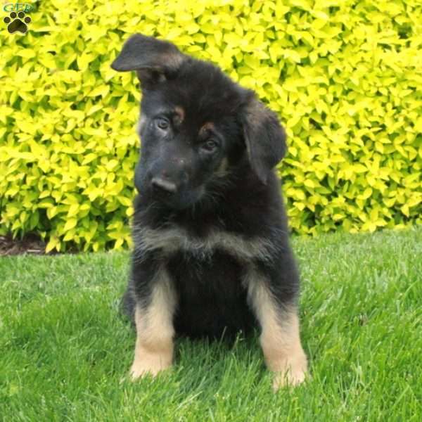 Tulip, German Shepherd Puppy
