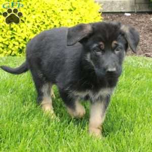 Tulip, German Shepherd Puppy
