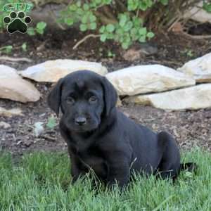 Tulip, Black Labrador Retriever Puppy