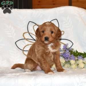 Tulip, Mini Goldendoodle Puppy