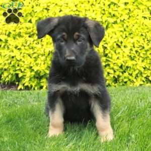 Tulip, German Shepherd Puppy