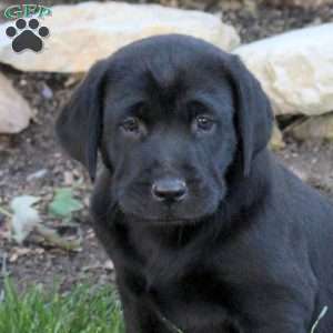 Tulip, Black Labrador Retriever Puppy