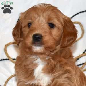 Tulip, Mini Goldendoodle Puppy