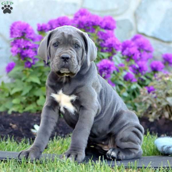 Tulip, Cane Corso Puppy