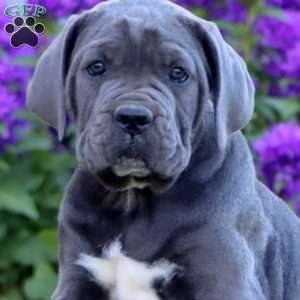 Tulip, Cane Corso Puppy
