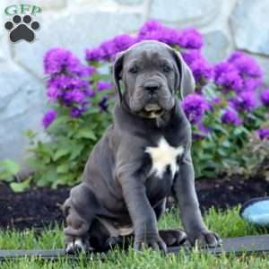 Tulip, Cane Corso Puppy