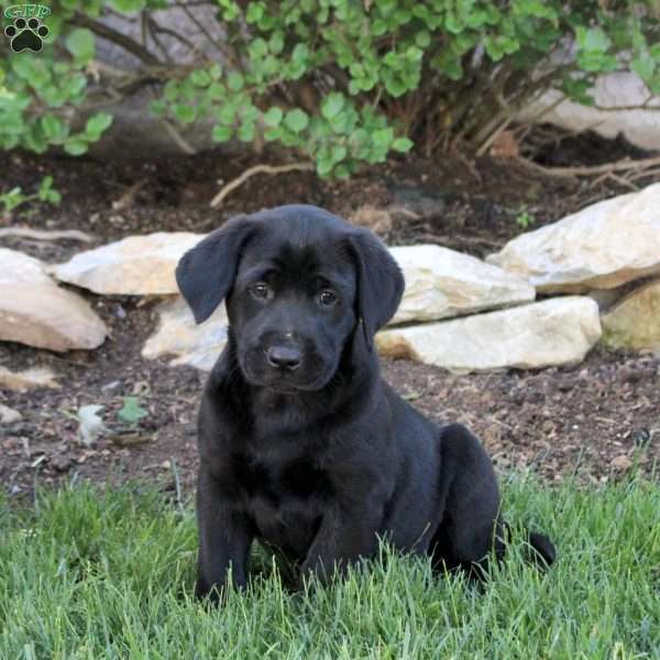 Twila, Black Labrador Retriever Puppy