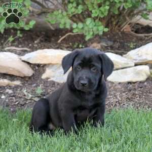 Twila, Black Labrador Retriever Puppy