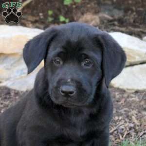 Twila, Black Labrador Retriever Puppy