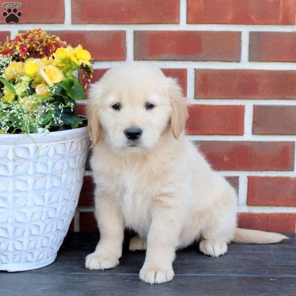 Twilight, Golden Retriever Puppy