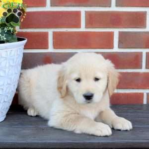 Twilight, Golden Retriever Puppy