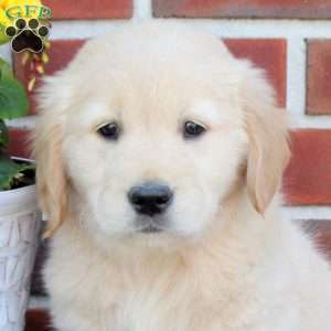 Twilight, Golden Retriever Puppy