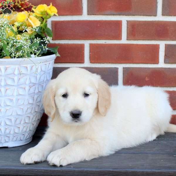 Twinkle, Golden Retriever Puppy