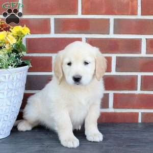 Twinkle, Golden Retriever Puppy