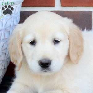 Twinkle, Golden Retriever Puppy