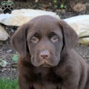 Tyler, Chocolate Labrador Retriever Puppy