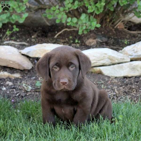 Tyler, Chocolate Labrador Retriever Puppy