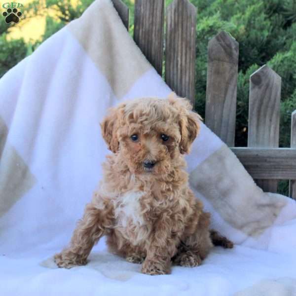 Tyler, Toy Poodle Puppy