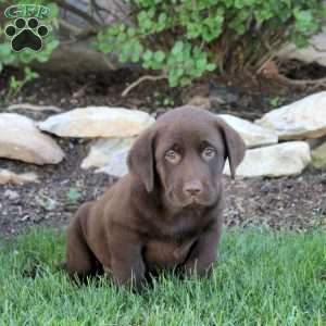 Tyler, Chocolate Labrador Retriever Puppy