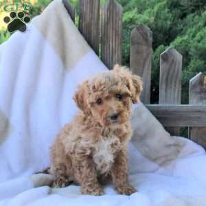 Tyler, Toy Poodle Puppy