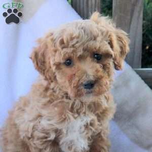 Tyler, Toy Poodle Puppy