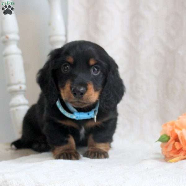 Valen, Dachshund Puppy