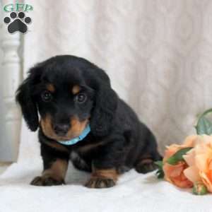 Valen, Dachshund Puppy
