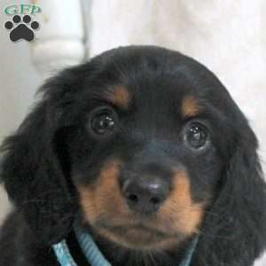 Valen, Dachshund Puppy