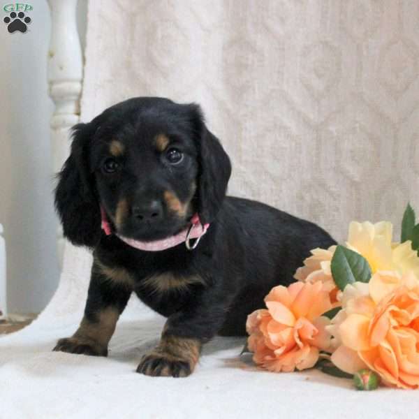 Valerie, Dachshund Puppy