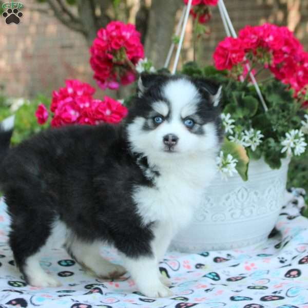 Valerie, Pomsky Puppy