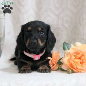 Valerie, Dachshund Puppy