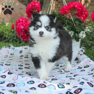 Valerie, Pomsky Puppy