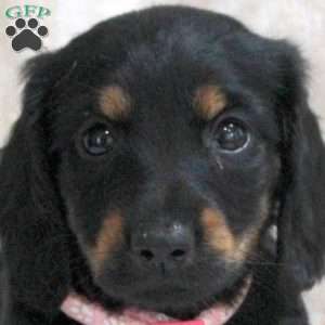 Valerie, Dachshund Puppy