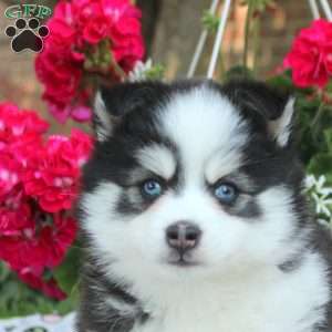 Valerie, Pomsky Puppy