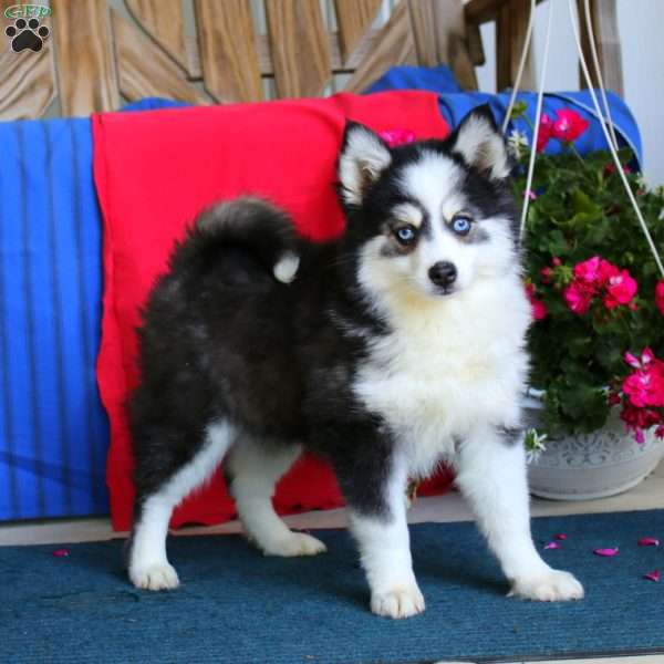 Valerie, Pomsky Puppy