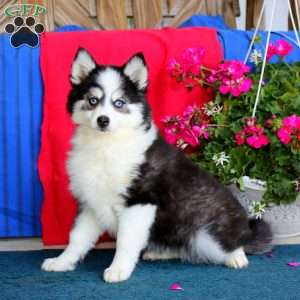 Valerie, Pomsky Puppy