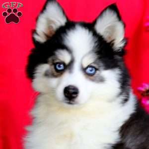 Valerie, Pomsky Puppy