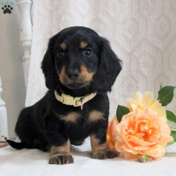 Vance, Dachshund Puppy
