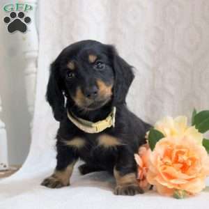 Vance, Dachshund Puppy