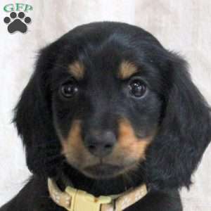 Vance, Dachshund Puppy
