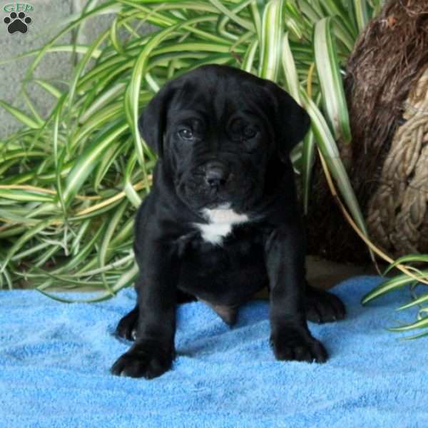 Vann, Cane Corso Puppy