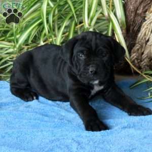 Vann, Cane Corso Puppy