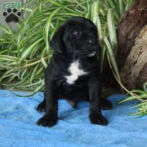 Vann, Cane Corso Puppy