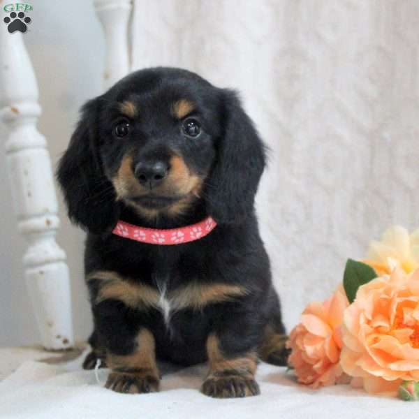 Vera, Dachshund Puppy