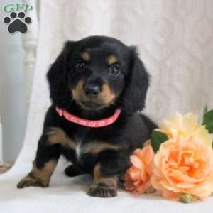Vera, Dachshund Puppy