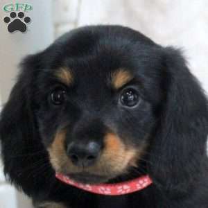 Vera, Dachshund Puppy