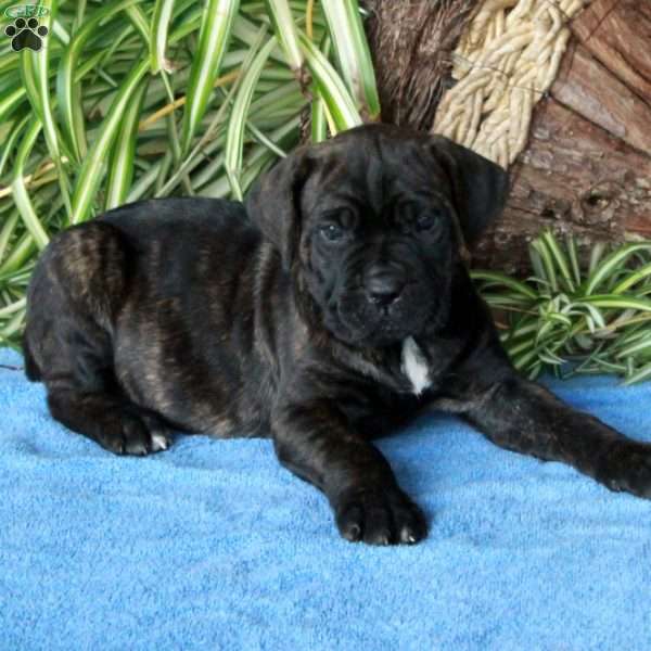 Veronica, Cane Corso Puppy