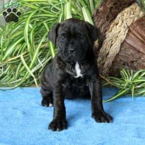 Veronica, Cane Corso Puppy