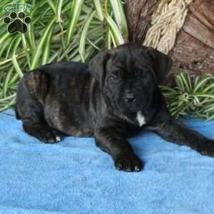 Veronica, Cane Corso Puppy