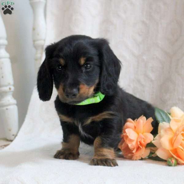 Victor, Dachshund Puppy